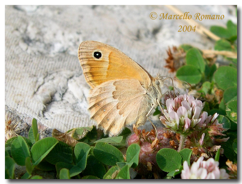 Altri lepidotteri da identificare